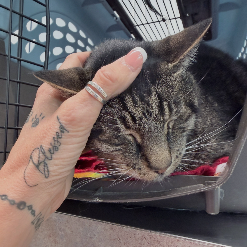 A sleepy tabby being gently petted