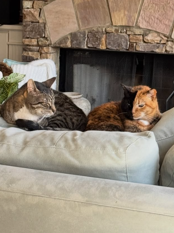 Venus cuddled beside a tabby friend by the fireplace