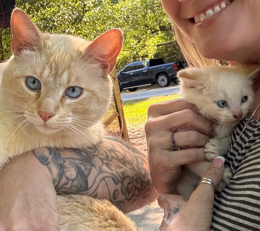 Rescued cats and a kitten held with love